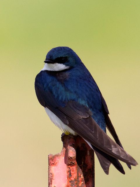 Tree Swallow, Valle Crucis Community Park